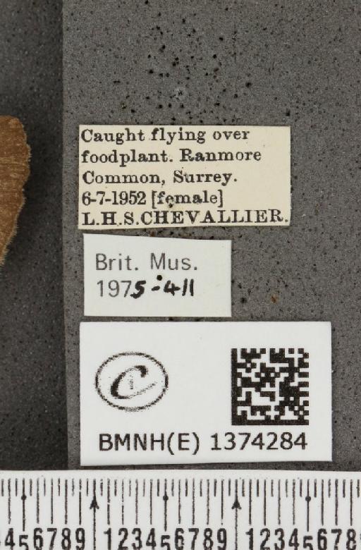 Lampides boeticus (Linnaeus, 1767) - BMNHE_1374284_label_167626