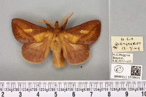 Euthrix potatoria (Linnaeus, 1758) - BMNHE_1526431_198013