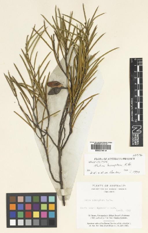 Hakea leucoptera R.Br. - BM000798165