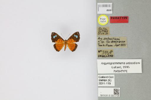 Argyrogrammana sebastiani Brévignon, 1995 - 013377486_Argyrogrammana_sebastiani_Gallard_1995_PT