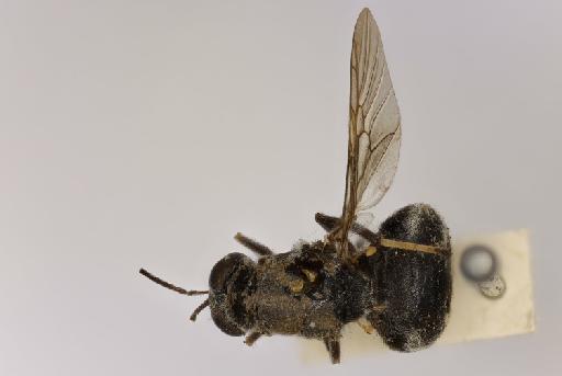 Acanthina longicornis Walker, 1857 - NHMUK01348432_Acanthina_longicornis_male_HT_wholebody_dorsal.jpg