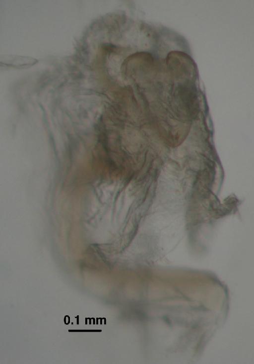 Leucochrysa dolichocera Navás - Allochrysa dolichocera BMNHE 1241761 subgenitale