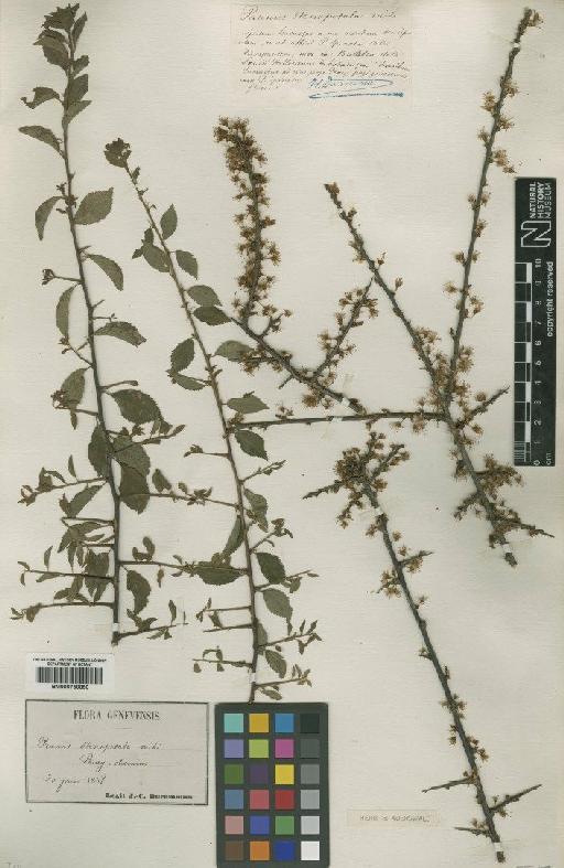 Prunus spinosa L. - BM000750850