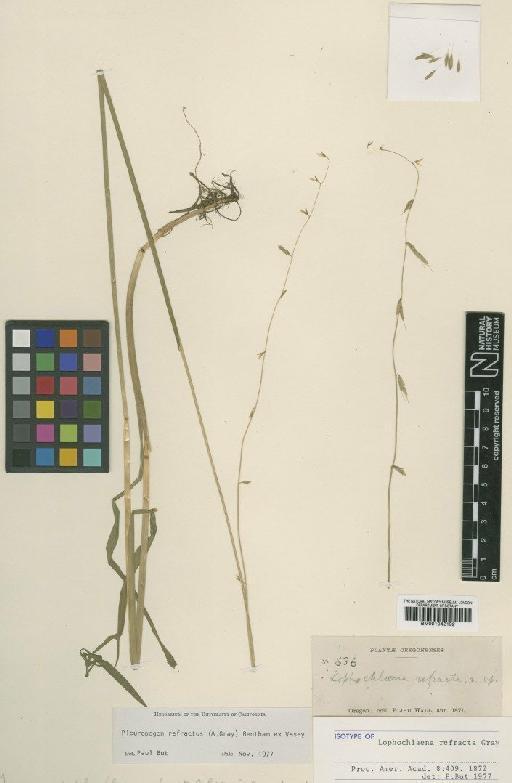 Pleuropogon refractus (A.Gray) Benth. ex Vasey - BM001042192