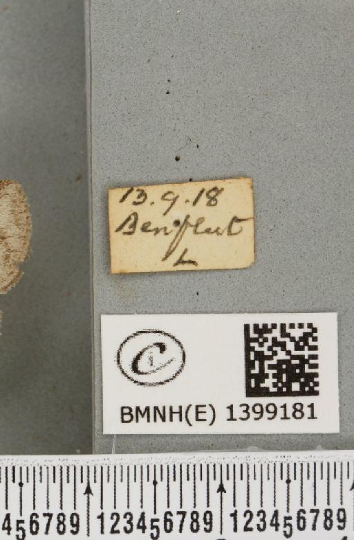 Trichiura crataegi (Linnaeus, 1758) - BMNHE_1399181_label_189560