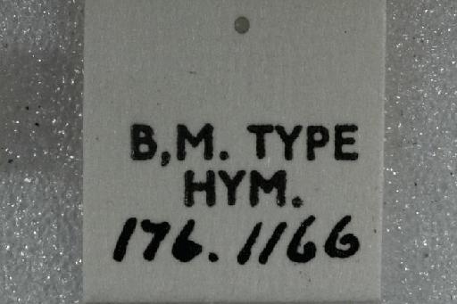 Epicharis bicolor Smith, F., 1854 - Epicharis_bicolor-BMNH(E)970286- label4-0.8x