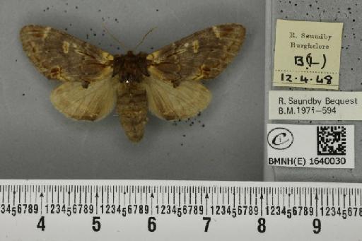 Notodonta dromedarius (Linnaeus, 1758) - BMNHE_1640030_207861