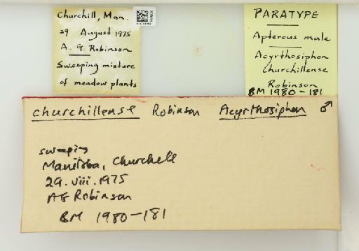 Acyrthosiphon churchillense Robinson, 1979 - 014763062_112427_1092600_157743_Type
