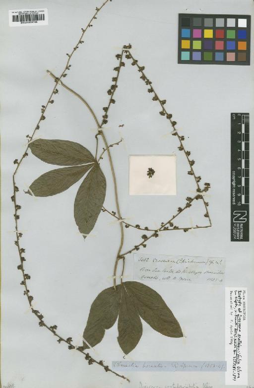 Dioscorea friesii R.Knuth - BM000938038