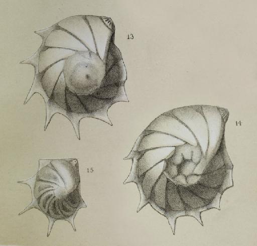 Cristellaria calcar Defrance, 1818 - ZF1308_70_13-14_Lenticulina_formosa.jpg