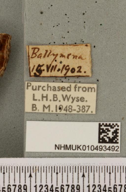 Autographa pulchrina (Haworth, 1809) - NHMUK_010493492_label_549108