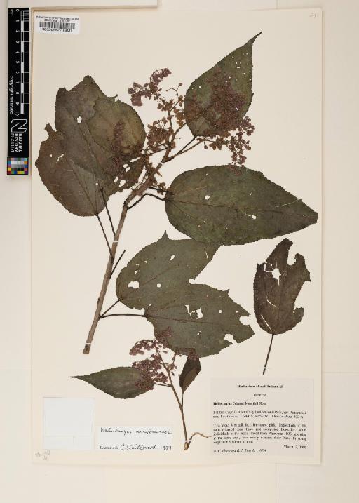 Heliocarpus americanus L. - 000508927