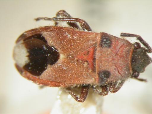 Lygaeosoma timorensis Distant - Hemiptera: Lygaeosoma Tim
