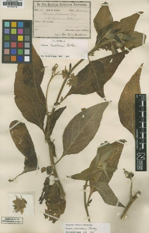 Solanum pallidum Rusby - BM000887705