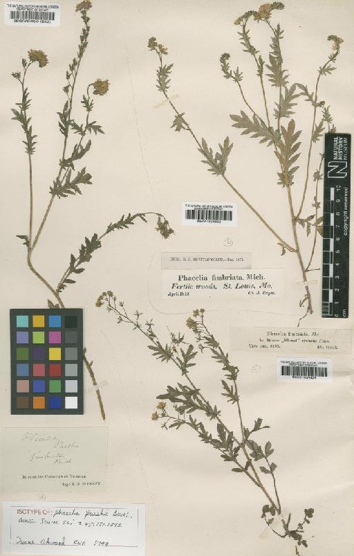 Phacelia purshii Buckley - BM001024923