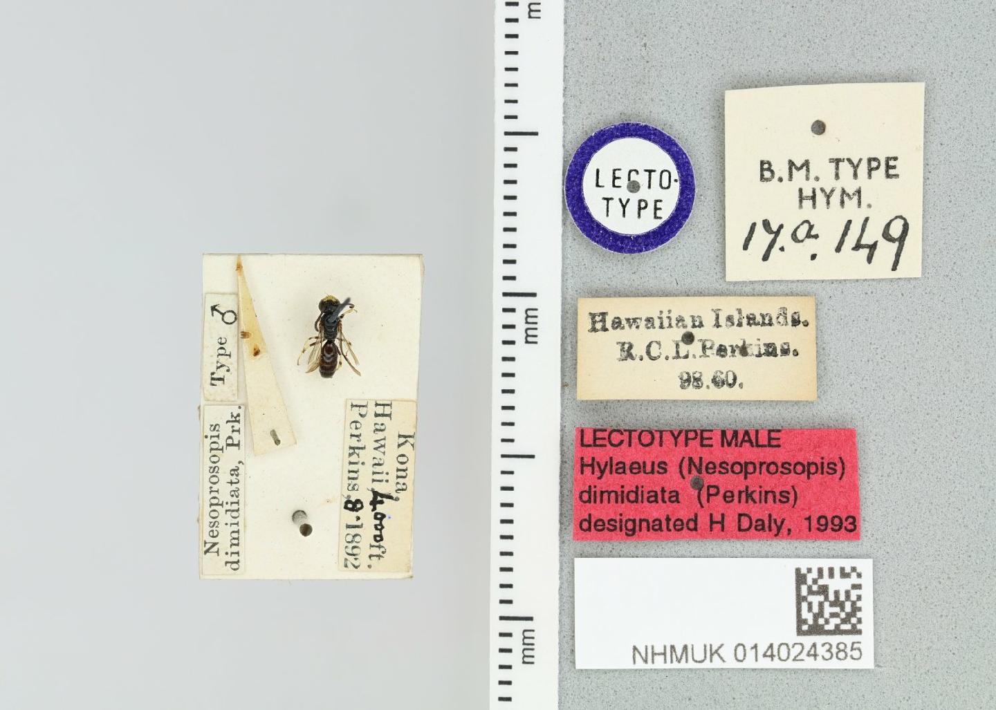 Hylaeus dimidiatus