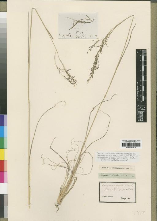 Eragrostis bicolor Nees - BM000923018