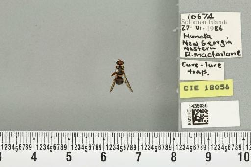 Bactrocera (Bactrocera) simulata (Malloch, 1939) - BMNHE_1435036_28497