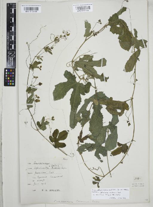 Coccinia adoensis var. adoensis - BM015153106