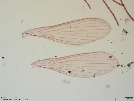 Lutzomyia (Nyssomyia) olmeca olmeca (Vargas & Diaz Najera, 1959) - Lutzomyia_apicalis-BMNH(E)1251319_PT-female_wings-2x.tif