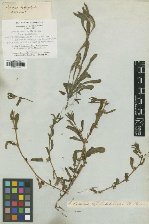 Ipomoea heterophylla R.Br. - BM001040628