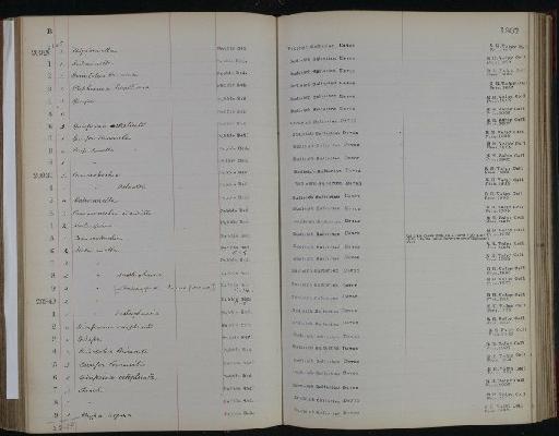 Rhynchonella ovalis Davidson - NHM-UK_P_DF118_05_03_0309