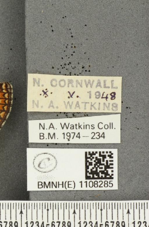 Euphydryas aurinia (Rottemburg, 1775) - BMNHE_1108285_label_48677