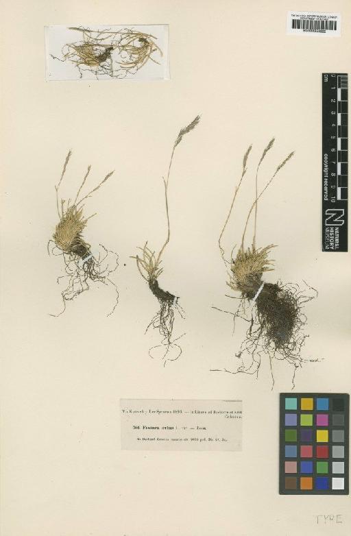 Festuca pinifolia Bornm. - BM000959339