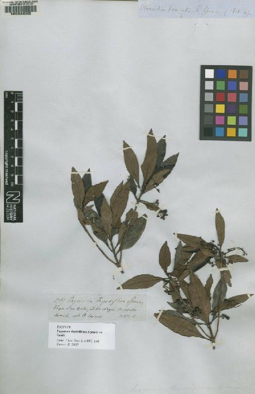 Pagamea thyrsiflora Spruce ex Benth. - BM000649993
