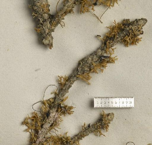 Ramalina dilacerata (Hoffm.) Hoffm. - BM001106877_a