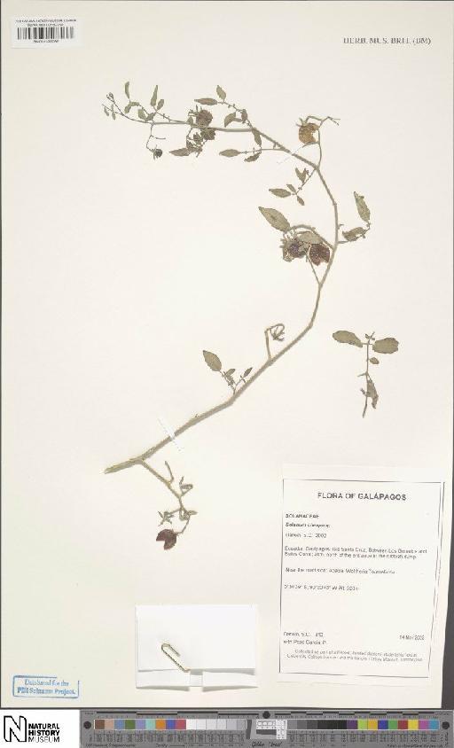 Solanum cheesmaniae (L.Riley) Fosberg × S. pimpinellifolium L. - BM001120082