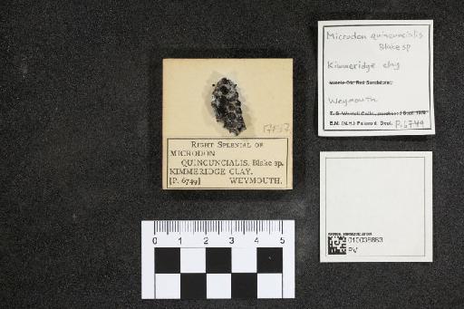 Microdon quincuncialis (Blake, 1875) - 010038863_L010041392
