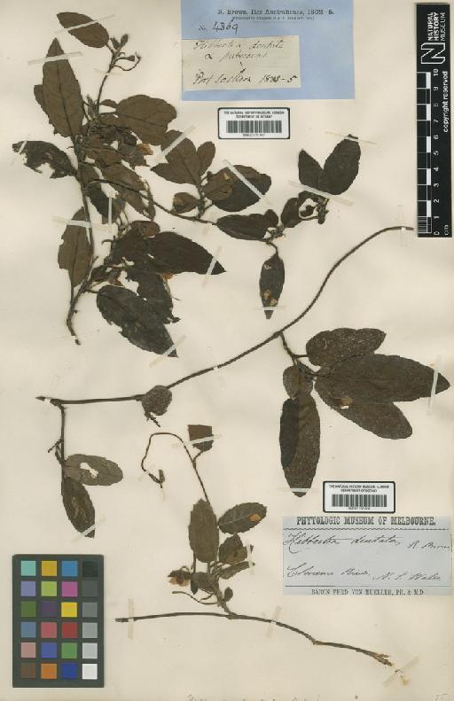 Hibbertia dentata R.Br. ex DC. - BM001191407