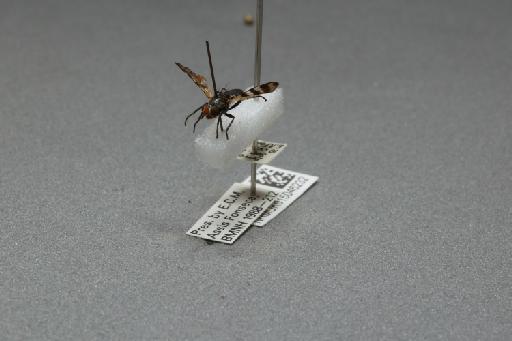 Ceroxys urticae (Linnaeus, 1758) - 015046232_additional_3