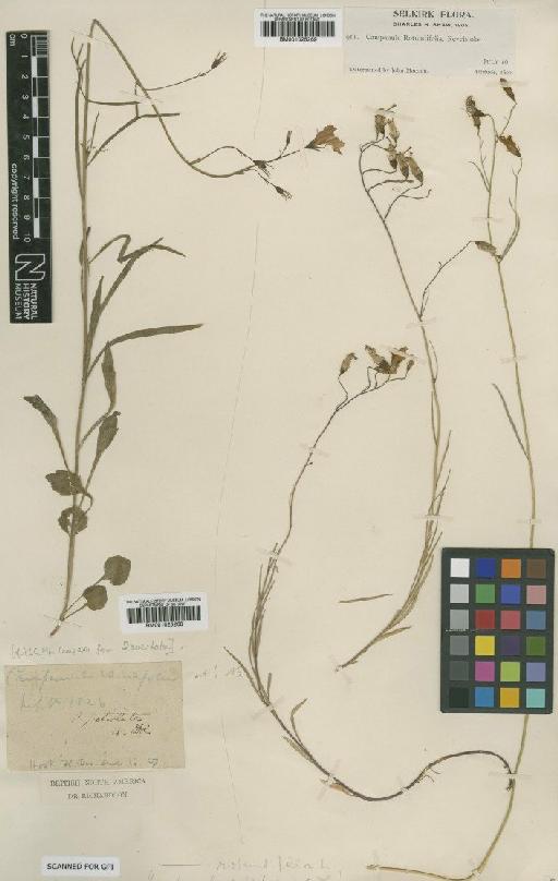 Campanula rotundifolia L. - BM001025269