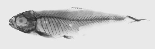 Tetragonopterus exodon (Eigenmann in Eigenmann et al., 1907) - BMNH 1909.6.15.11 - Bryconamericus exodon PARATYPE Radiograph