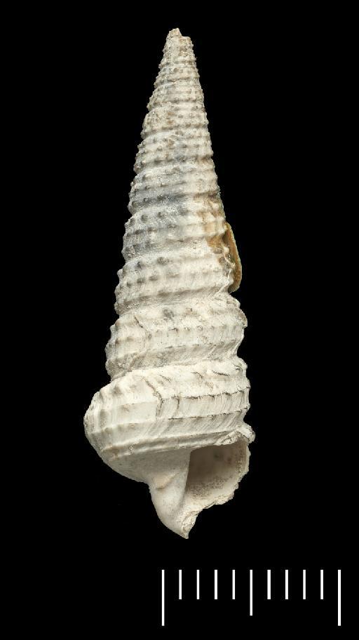 Ptychopotamides vagus (Solander in Brander, 1766) - OR 43555(2)