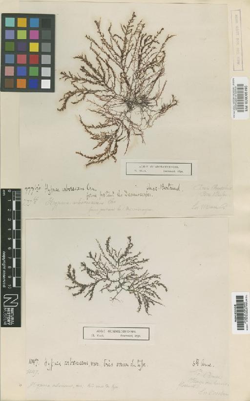 Hypnea arborescens P.Crouan - BM000936284