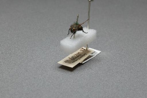 Sarcophaga (Myorhina) nigriventris Meigen, 1826 - 015092307_additional_3