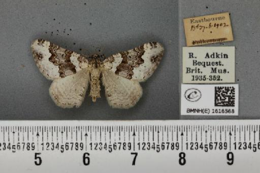 Epirrhoe galiata ab. dissoluta Prout, 1938 - BMNHE_1616568_316971