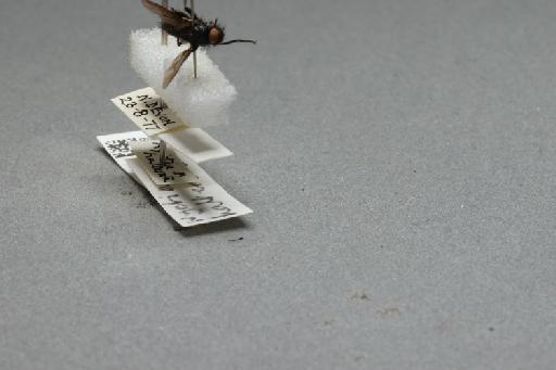 Nyctia halterata (Panzer, 1798) - 015087939_additional_4