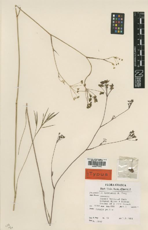 Peucedanum gabrielae R.Frey - BM000752032