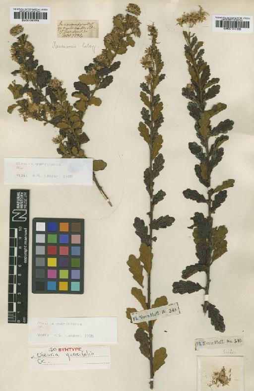 Olearia quercifolia DC. - BM001041664