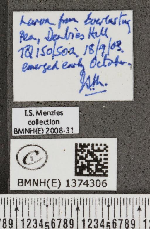 Lampides boeticus (Linnaeus, 1767) - BMNHE_1374306_label_167648