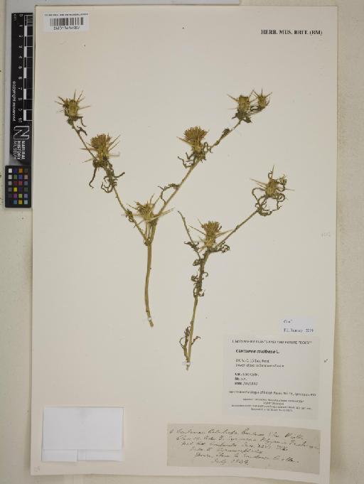 Centaurea calcitrapa L. - BM013414967