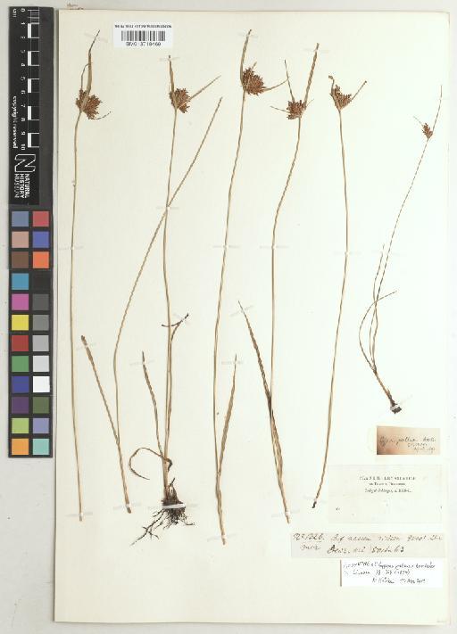 Cyperus pratensis Boeckeler - BM013718469