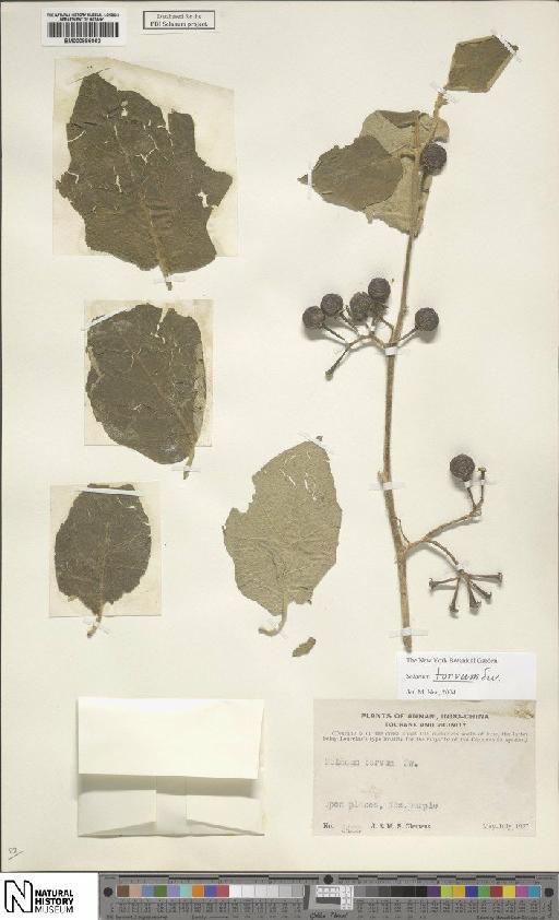 Solanum torvum Sw. - BM000886062