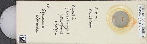 Amauromyza (Cephalomyza) flavifrons (Meigen, 1830) - BMNHE_1504284_59411