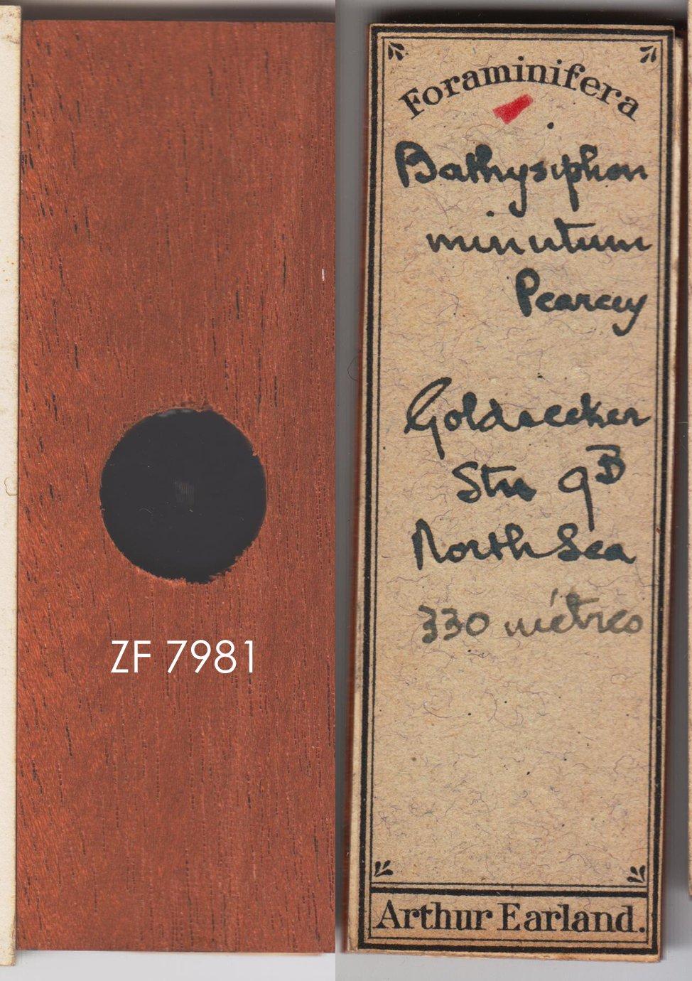 To NHMUK collection (Bathysiphon minutum Hofker, 1932; NHMUK:ecatalogue:9055503)