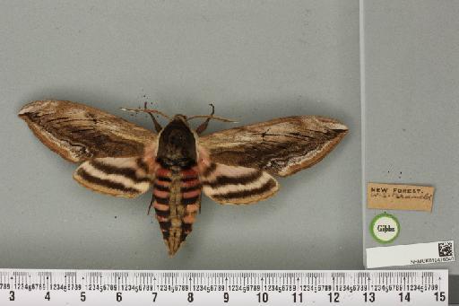 Sphinx ligustri Linnaeus, 1758 - NHMUK_010476040_527486